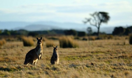 Saunders Country Critters and Garden Centre